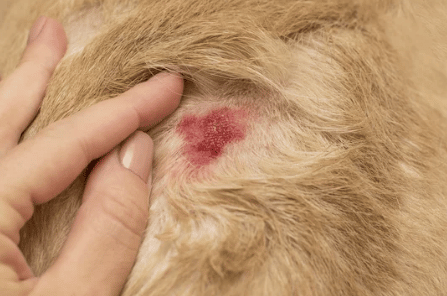 caso di dermatite nel cane