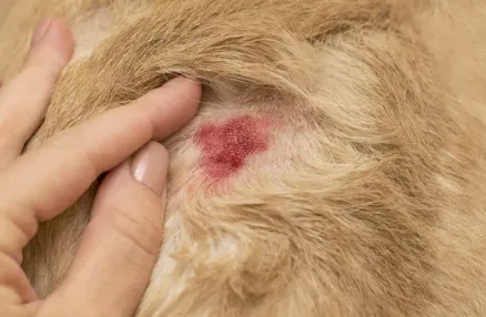 dermatologo veterinario