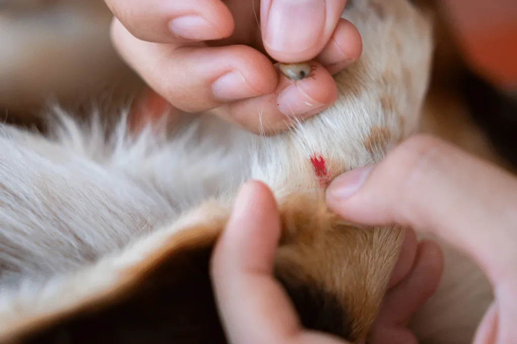 Mani che rimuovono una zecca dal pelo di un cane