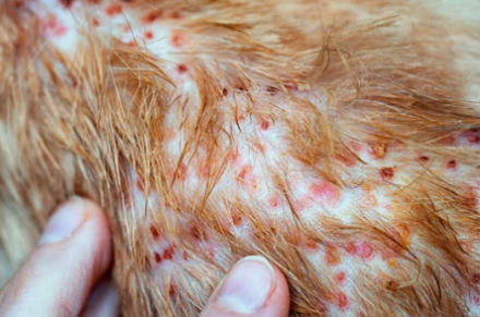 dermatologo cane