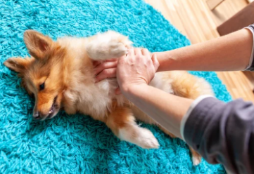 primo soccorso per gli animali