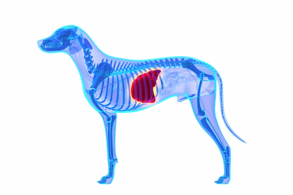 epatite canina