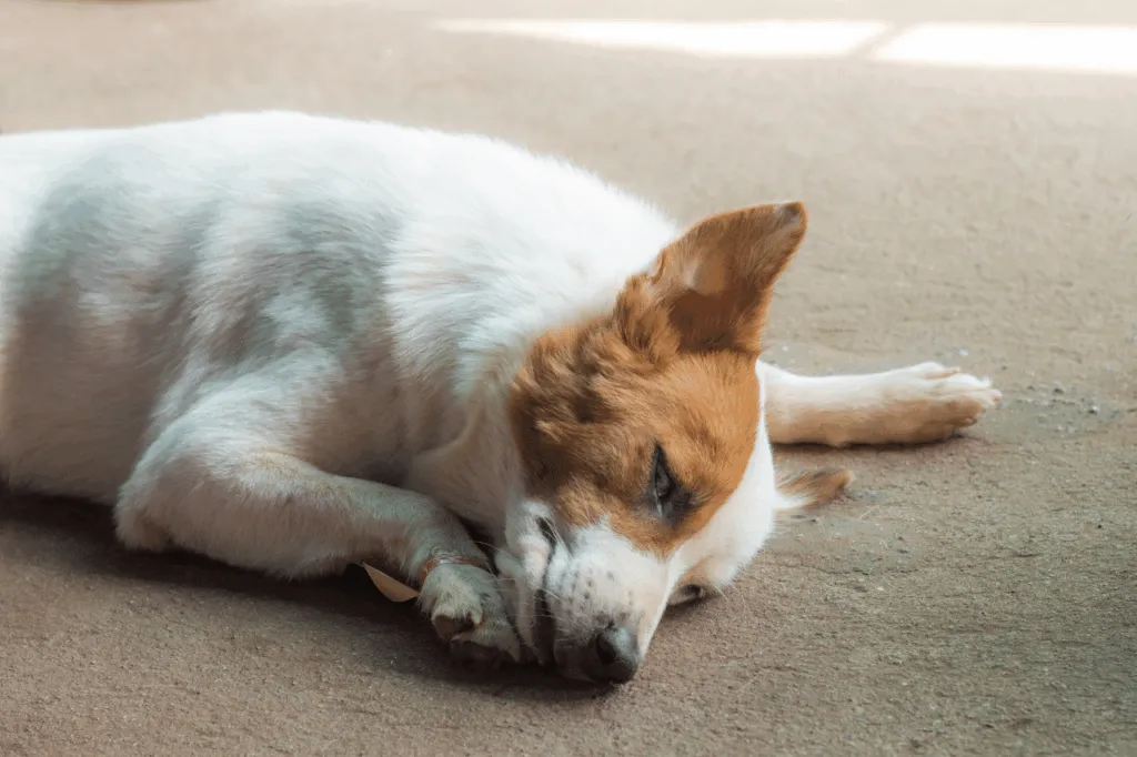 epatite del cane