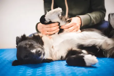 tecnico fisioterapista veterinario