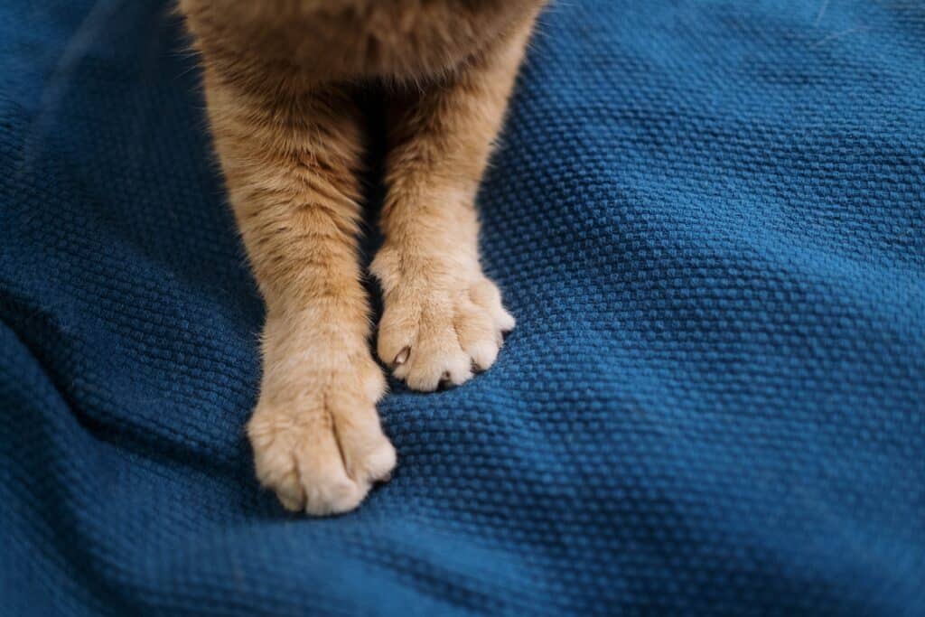 Primo piano delle zampe di un gatto che impasta un tessuto blu