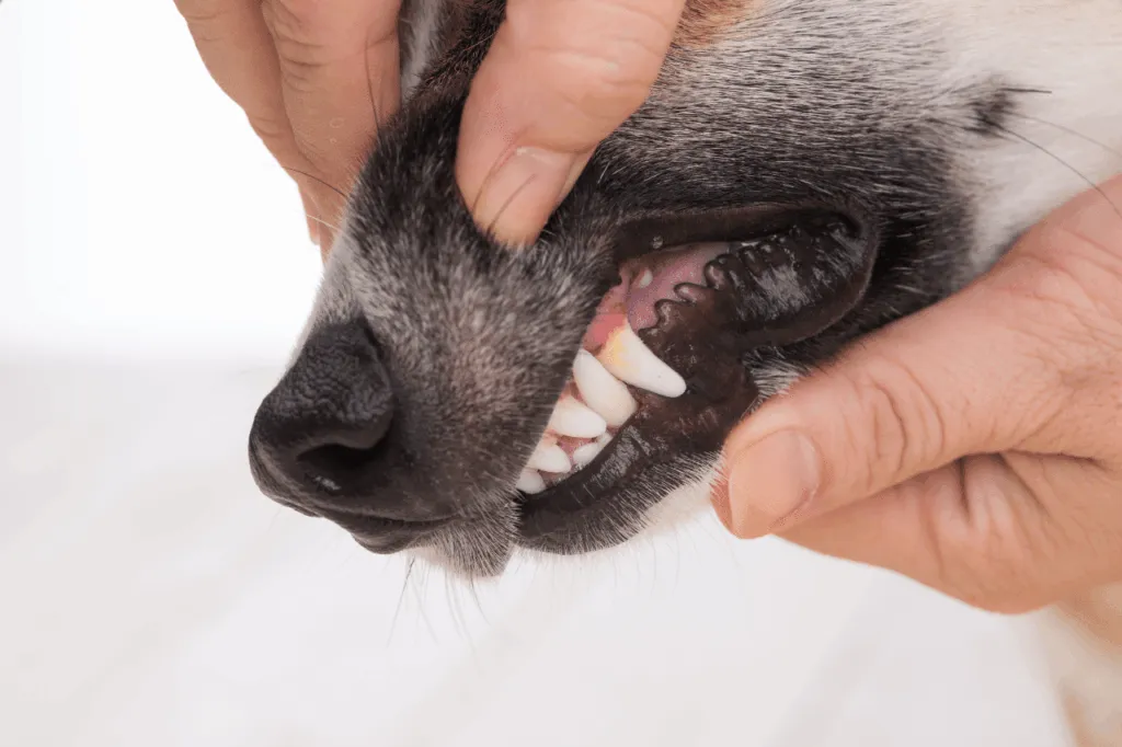 gengive del cane