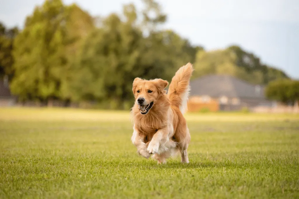 golden retriever britannico