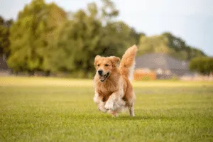 golden retriever britannico
