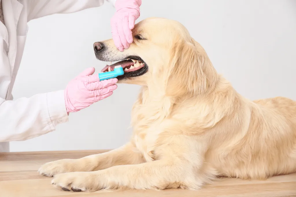 igiene dentale cane