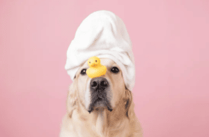 igiene per cani