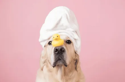igiene per cani