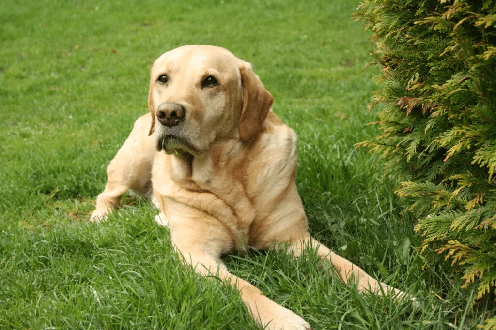 labrador retriever