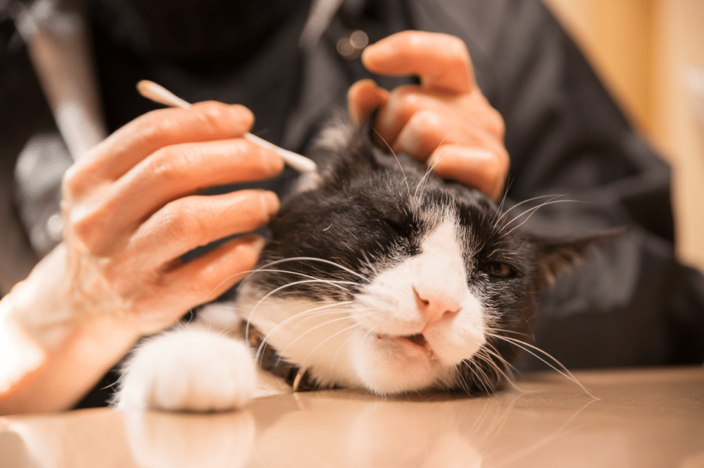 lavaggio orecchie gatto