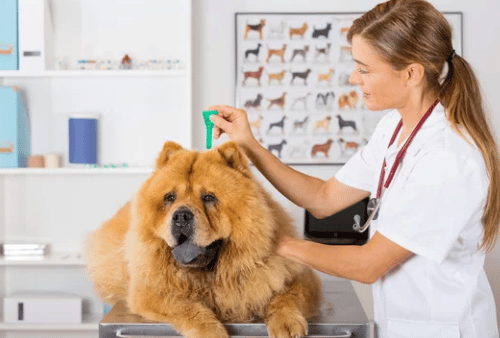 vaccino per la leishmaniosi su cane