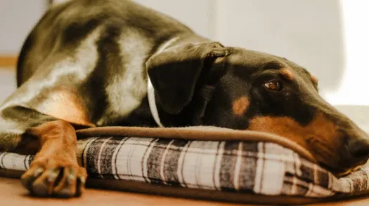 leishmaniosi nel cane