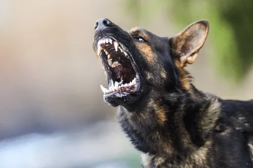 lista cani pericolosi per assicurazione