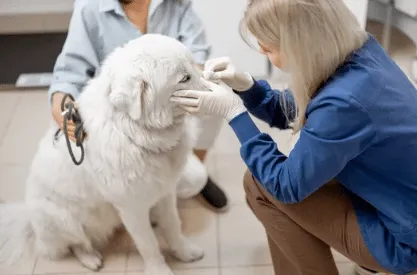malattia zecca cane