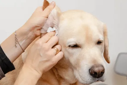 otite del cane