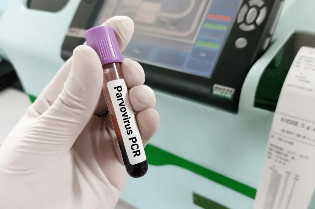 parvovirosi test
