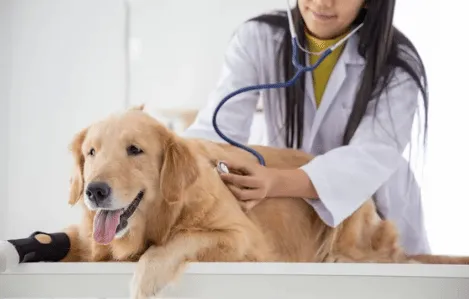 disturbi cardiaci nel cane