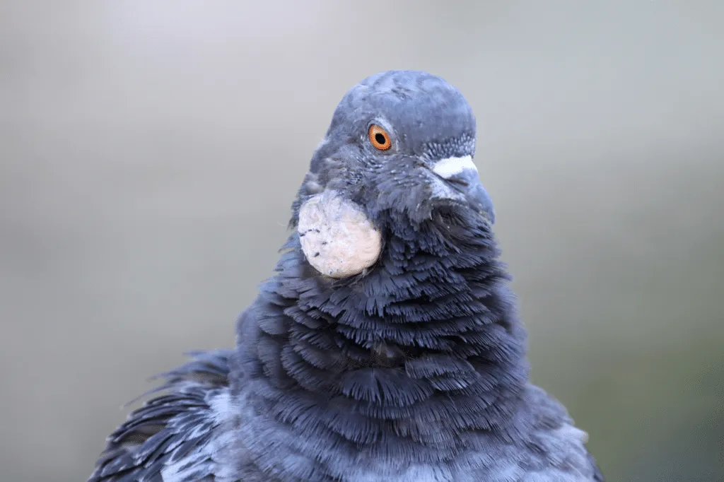 peste aviaria