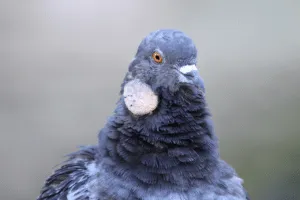 peste aviaria
