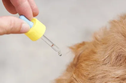 prevenzione malattia di lyme cane