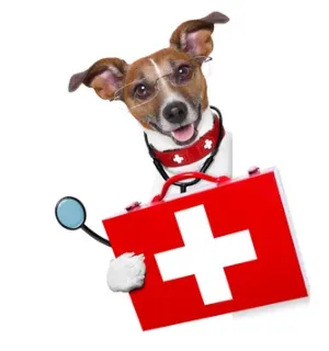 servizio di pronto intervento veterinario