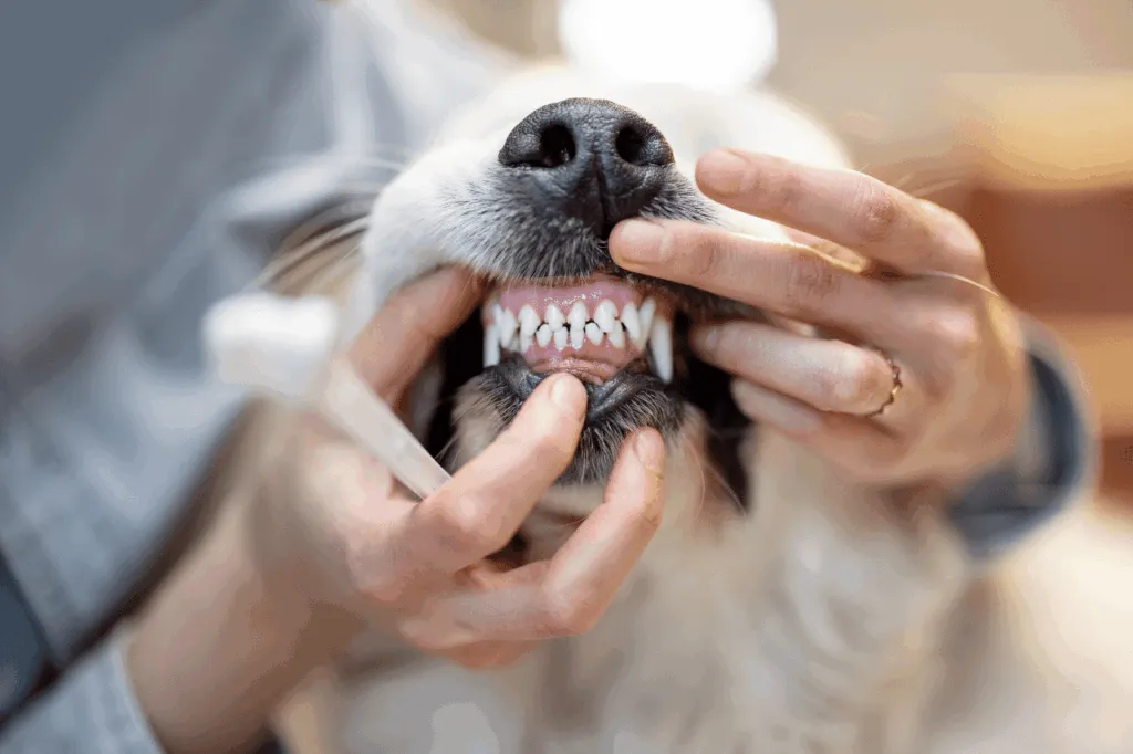 pulire i denti al cane