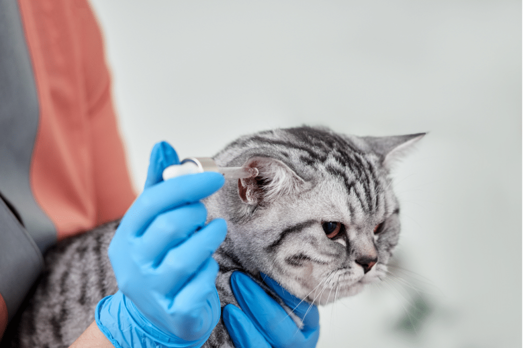 pulire orecchie gatto