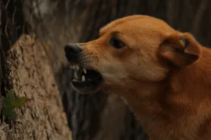 rabbia cane