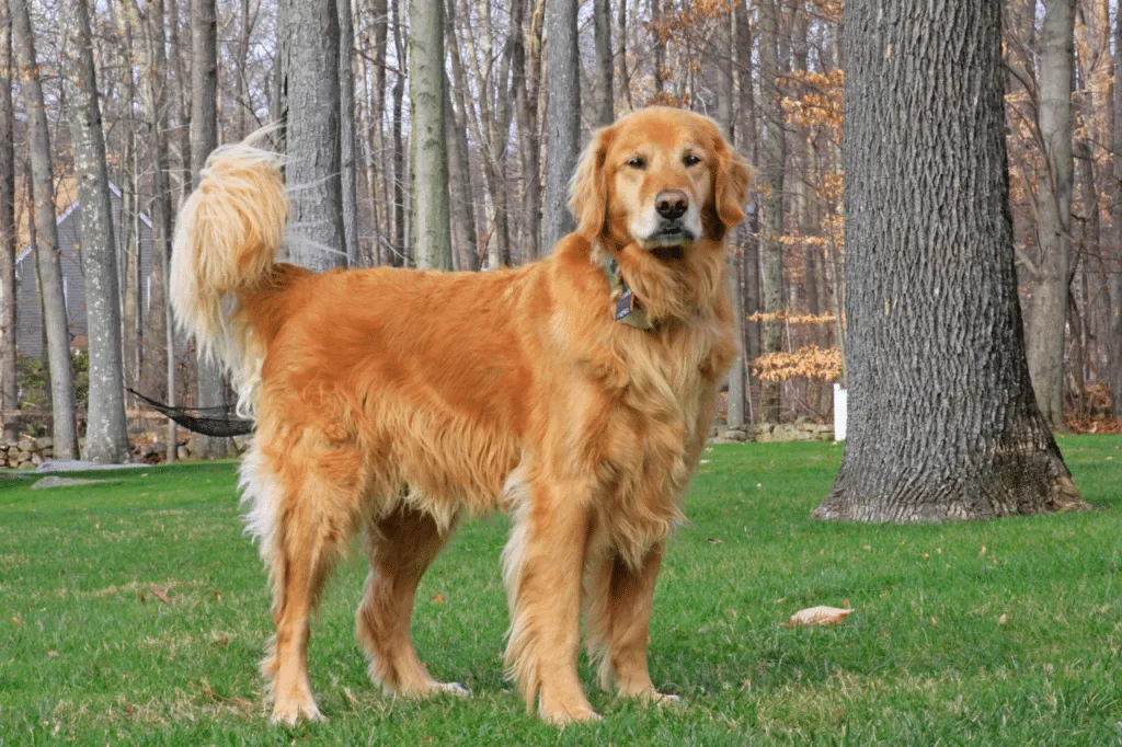 razza di cane golden retriever