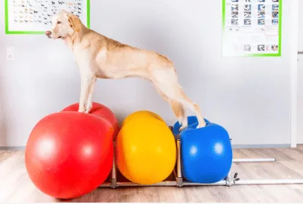 esempio di riabilitazione per animali