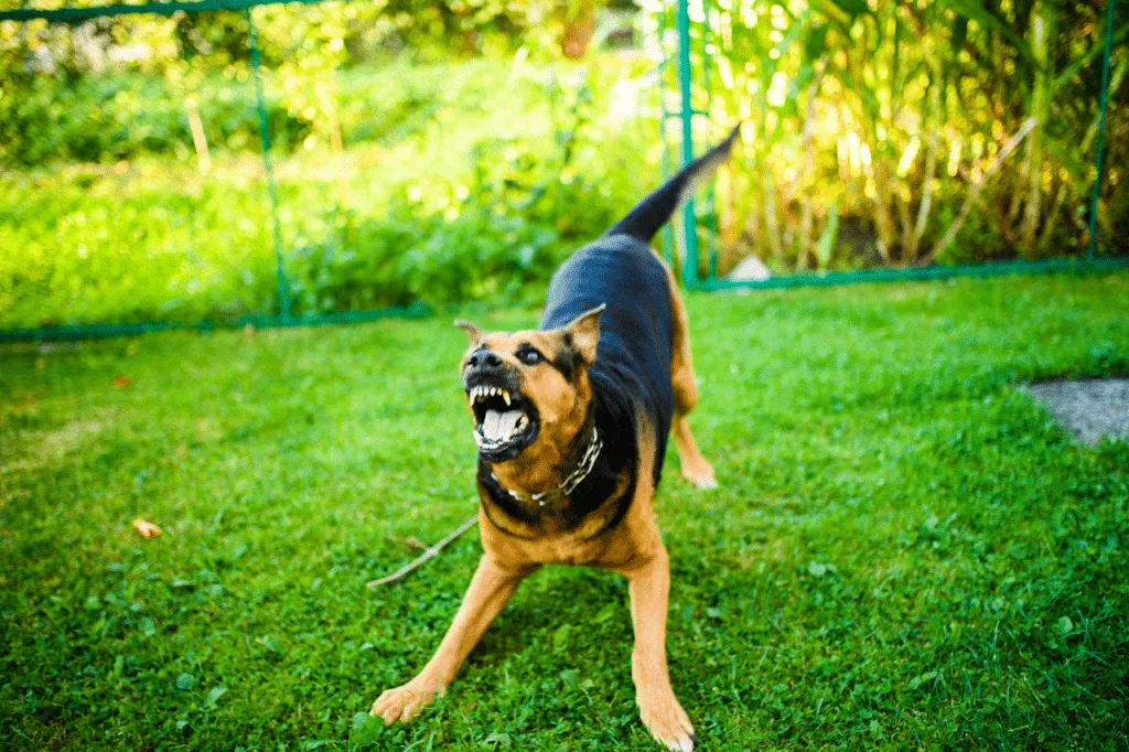 sintomi rabbia cane