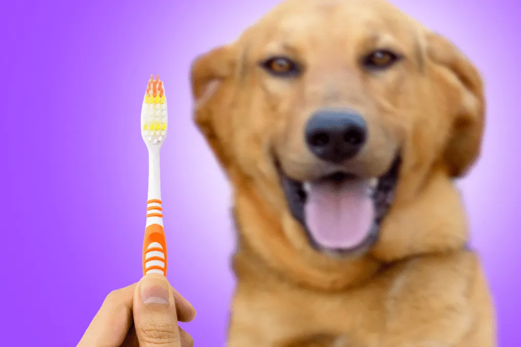 spazzolino per cani
