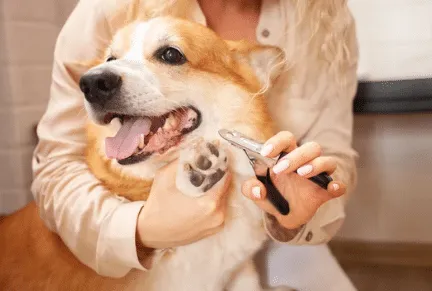 taglio unghie cane