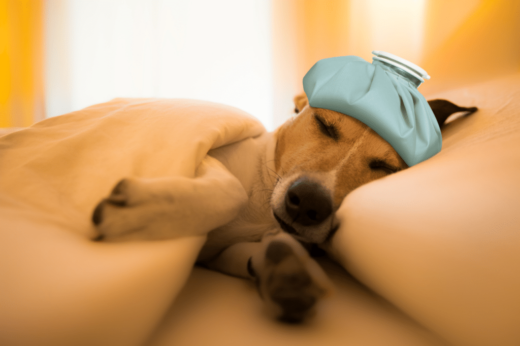 trattamenti anaplasmosi canina