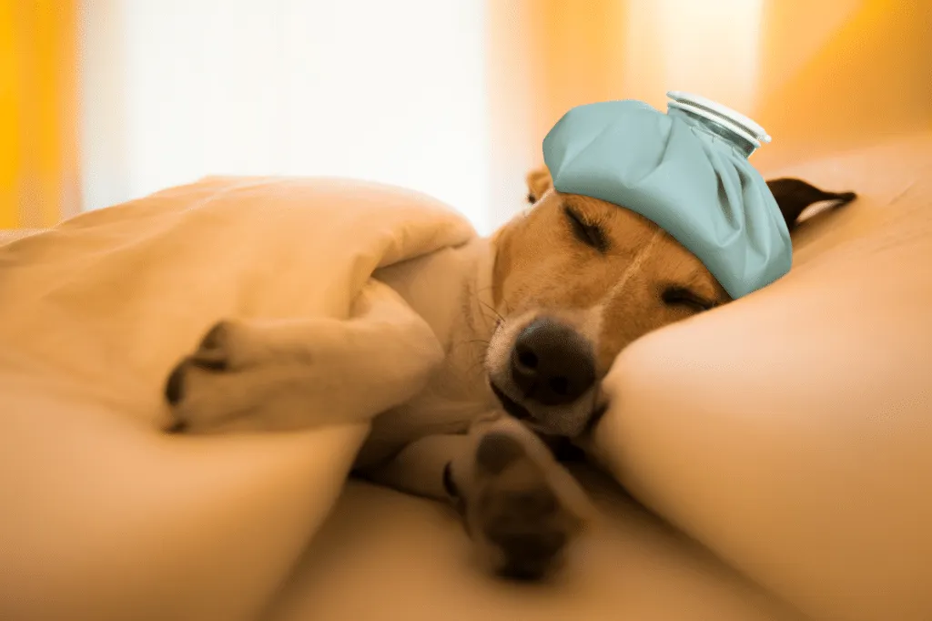 trattamenti anaplasmosi canina