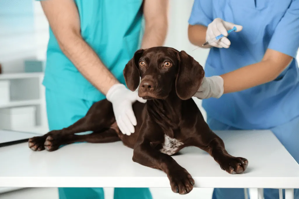 vaccinazione cane parvovirosi