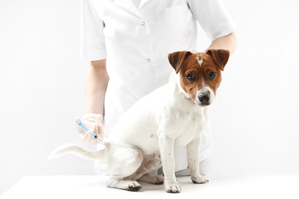 vaccinazione rabbia cane